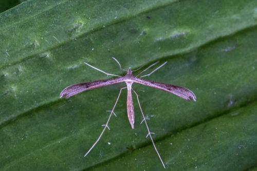 Stenoptilia zophodactylus